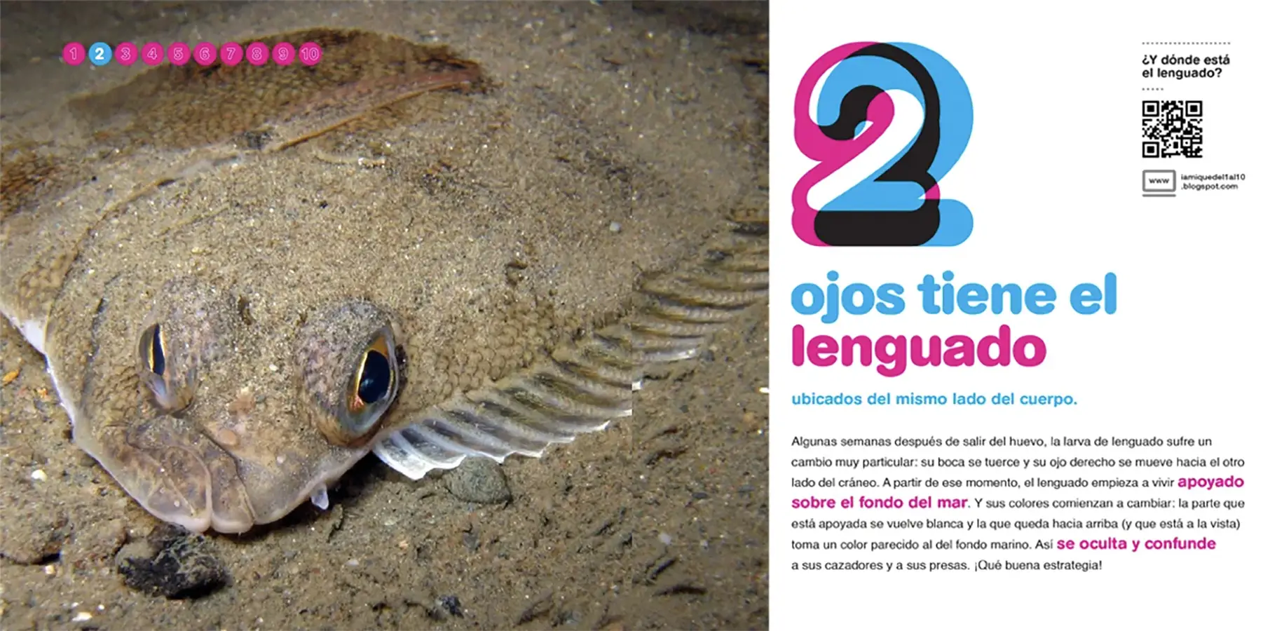 Habitantes-del-mar-del1al10_0003